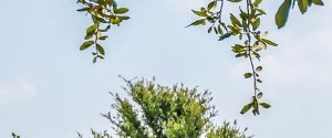 La Villita Apartments In Irving Tx